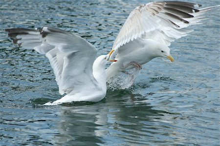 simsearch:400-05188363,k - two seagulls landing on the sea Stock Photo - Budget Royalty-Free & Subscription, Code: 400-05058655