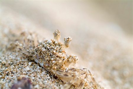 simsearch:622-02354225,k - closeup on a small cancer covered with sand Stockbilder - Microstock & Abonnement, Bildnummer: 400-05058682