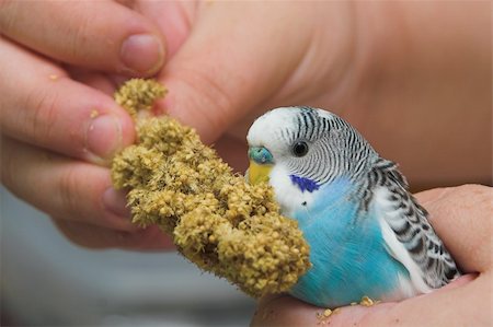 A verycolorful and exotic tropical parakeet. Stockbilder - Microstock & Abonnement, Bildnummer: 400-05058877