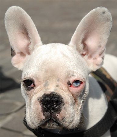 simsearch:400-03979341,k - Close up of a french bulldogs face, with a blue and a brown eye. Stock Photo - Budget Royalty-Free & Subscription, Code: 400-05059012