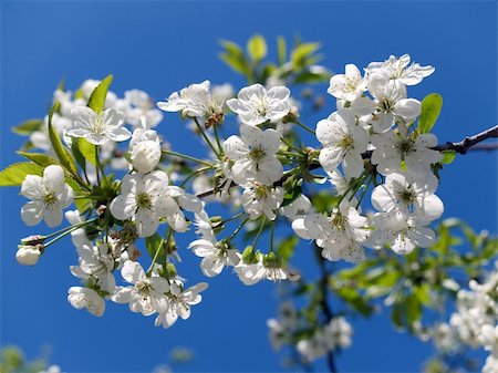 dragunov (artist) - Cherry tree in bloom Stock Photo - Budget Royalty-Free & Subscription, Code: 400-05059176