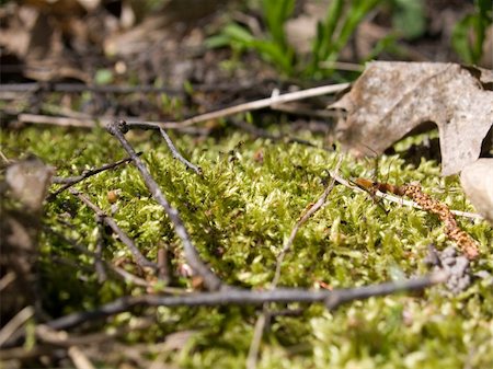 dragunov (artist) - Green moss on the ground Photographie de stock - Aubaine LD & Abonnement, Code: 400-05059177