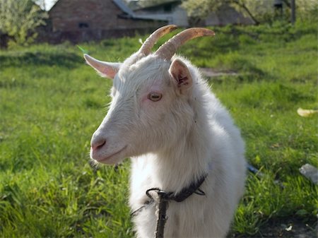 dragunov (artist) - The white goat on the grass Stock Photo - Budget Royalty-Free & Subscription, Code: 400-05059180