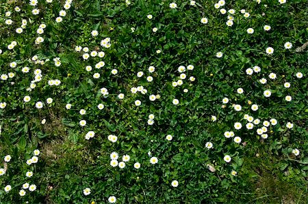 White daisy on green grass bakground Stock Photo - Budget Royalty-Free & Subscription, Code: 400-05059246
