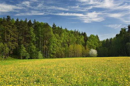 Blossoming tree on a meadow with dandelions. A pine wood. The sky with clouds. Stock Photo - Budget Royalty-Free & Subscription, Code: 400-05059637