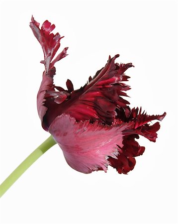 fleck - dark purple parrot tulip isolated Stock Photo - Budget Royalty-Free & Subscription, Code: 400-05059673