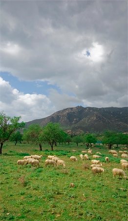 simsearch:400-05684520,k - Spring field with sheeps. Stock Photo - Budget Royalty-Free & Subscription, Code: 400-05059738