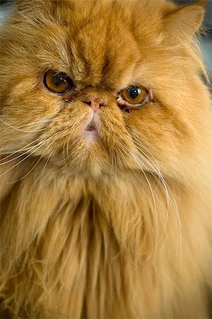 a curious male persian cat looks at te camera. Stock Photo - Budget Royalty-Free & Subscription, Code: 400-05059761