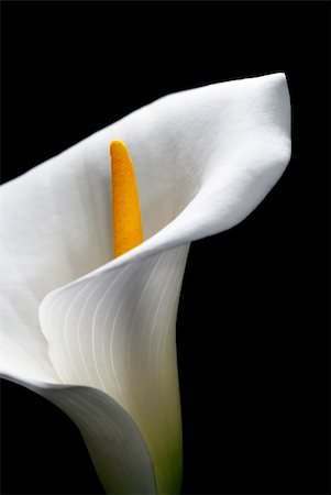 simsearch:400-04095393,k - Arum lily or Calla isolated on black. Fotografie stock - Microstock e Abbonamento, Codice: 400-05059792