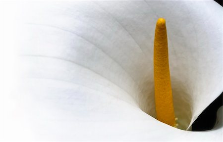 Wide background image of an Arum lily fading to white. Ideal picture for backgrounds and designs Photographie de stock - Aubaine LD & Abonnement, Code: 400-05059793