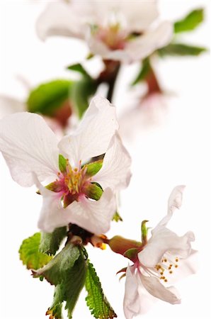 simsearch:400-04961750,k - Macro of pink cherry blossoms isolated on white background Photographie de stock - Aubaine LD & Abonnement, Code: 400-05059810