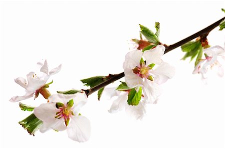 simsearch:400-04961750,k - Branch with pink cherry blossoms isolated on white background Photographie de stock - Aubaine LD & Abonnement, Code: 400-05059811