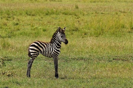 Baby zebra standing alone in middle of green field Stock Photo - Budget Royalty-Free & Subscription, Code: 400-05059978
