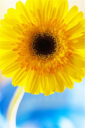 simsearch:400-03957427,k - Beautiful gerbera daisy, backlit and photographed with macro Foto de stock - Super Valor sin royalties y Suscripción, Código: 400-05050519