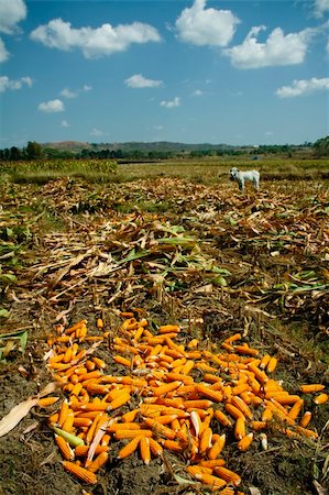 freshly picked corn in a field in tarlac the philippines Foto de stock - Super Valor sin royalties y Suscripción, Código: 400-05050607