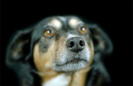 simsearch:400-04205949,k - adororation expression on the face of a cute dog - focus only on the tip of the snout Photographie de stock - Aubaine LD & Abonnement, Code: 400-05050747