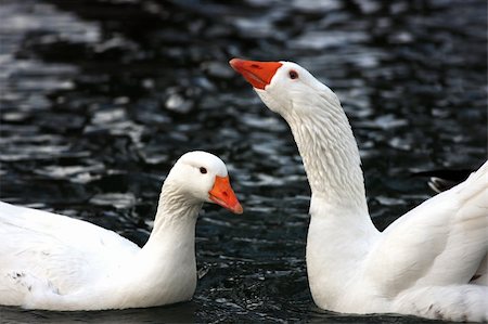 Two white geese next together in a lake Stock Photo - Budget Royalty-Free & Subscription, Code: 400-05050873