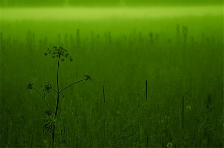 simsearch:400-04098784,k - Green meadow in the evening fog. Foto de stock - Super Valor sin royalties y Suscripción, Código: 400-05050916