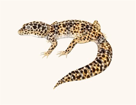A leopard gecko lizard, with all his spots and stripes. Airbrush drawing by artist, Carolyn McFann. Stock Photo - Budget Royalty-Free & Subscription, Code: 400-05051102