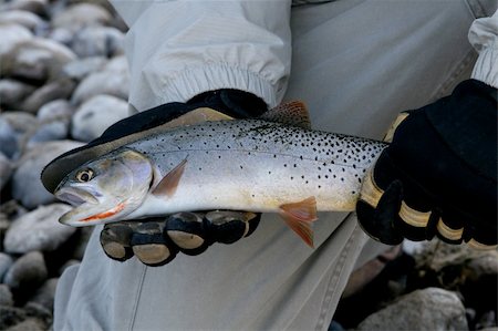 A lucky angler holding a cutthroat trout. Photographie de stock - Aubaine LD & Abonnement, Code: 400-05051278