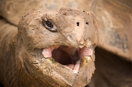 close up of muddy tortoise with open mouth Foto de stock - Super Valor sin royalties y Suscripción, Código: 400-05051325