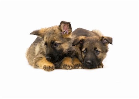 simsearch:400-05890888,k - two laying Germany sheep-dog puppies isolated on white background Foto de stock - Royalty-Free Super Valor e Assinatura, Número: 400-05051333