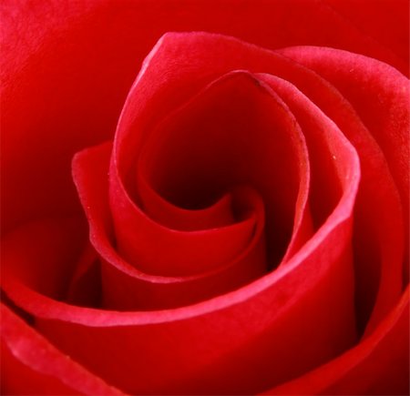 simsearch:400-04842608,k - extreme macro of a bright red rose Stock Photo - Budget Royalty-Free & Subscription, Code: 400-05051394