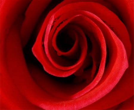 simsearch:400-05244104,k - extreme macro of a red rose Stock Photo - Budget Royalty-Free & Subscription, Code: 400-05051395