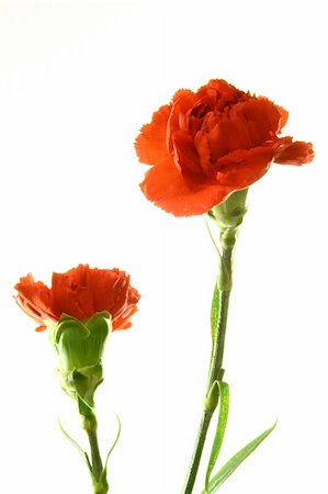 simsearch:400-04842608,k - couple of red carnations isolated on white background Stock Photo - Budget Royalty-Free & Subscription, Code: 400-05051396