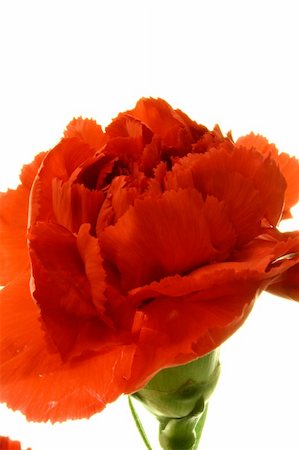 simsearch:400-05244104,k - single red carnation isolated on white background Stock Photo - Budget Royalty-Free & Subscription, Code: 400-05051397