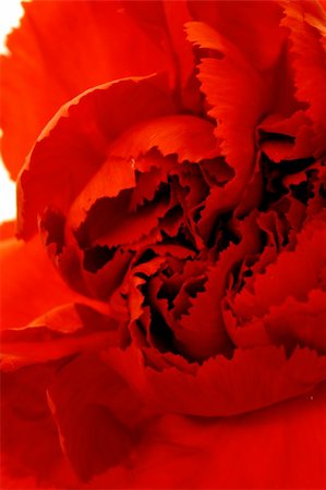 simsearch:400-05244104,k - extreme macro of a red carnation flower Stock Photo - Budget Royalty-Free & Subscription, Code: 400-05051398