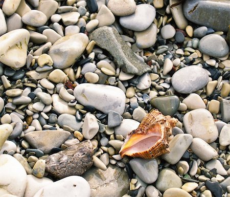 seashell from the Mediterranean and Black Sea lays on sea pebble Photographie de stock - Aubaine LD & Abonnement, Code: 400-05051403