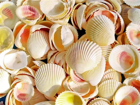 Seashells from the Mediterranean which can be used as a background Photographie de stock - Aubaine LD & Abonnement, Code: 400-05051410