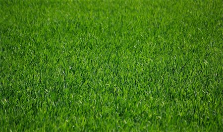 simsearch:400-05318999,k - Green grass field. Photographie de stock - Aubaine LD & Abonnement, Code: 400-05051735