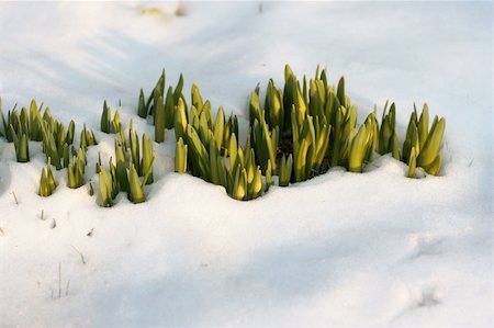 Flowers in the snow - force of aspiration to the sun Stock Photo - Budget Royalty-Free & Subscription, Code: 400-05051760