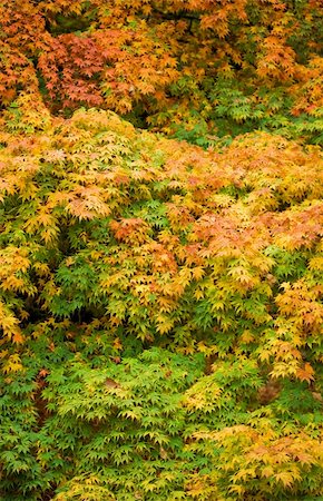 selectphoto (artist) - Japanese Maple (Acer Palmatum) Stock Photo - Budget Royalty-Free & Subscription, Code: 400-05051784