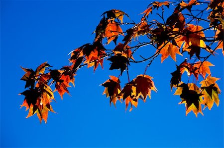 selectphoto (artist) - Japanese Maple 'Amoenum' (Acer palmatum) Stock Photo - Budget Royalty-Free & Subscription, Code: 400-05051783