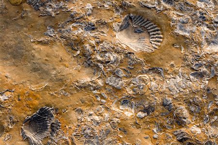 rock fossils - Rocks with embeded fossils in Whitby Stock Photo - Budget Royalty-Free & Subscription, Code: 400-05051795