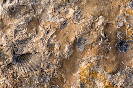 rock fossils - Rocks with embeded fossils in Whitby Stock Photo - Budget Royalty-Free & Subscription, Code: 400-05051796