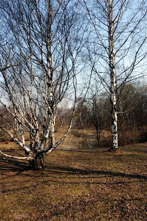 Spring landscape with birch in the morning, Russia Foto de stock - Super Valor sin royalties y Suscripción, Código: 400-05051879