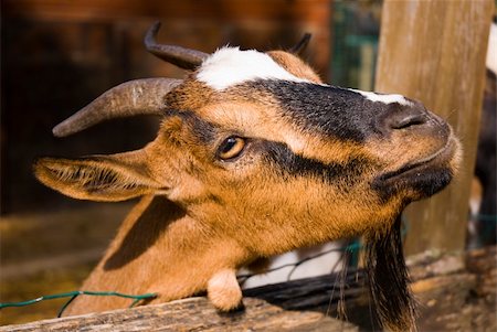smithesmith (artist) - Portrait of Brown goat in the farm Stock Photo - Budget Royalty-Free & Subscription, Code: 400-05052146