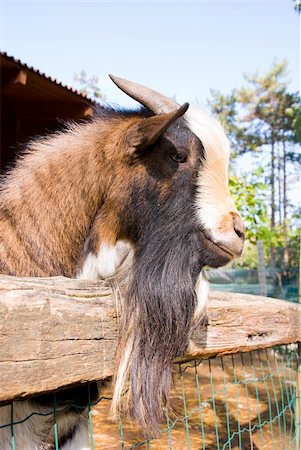 smithesmith (artist) - Portrait of Brown goat in the farm Stock Photo - Budget Royalty-Free & Subscription, Code: 400-05052147
