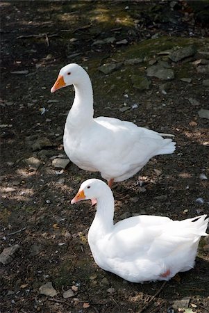 smithesmith (artist) - A lovely goose in the farm Photographie de stock - Aubaine LD & Abonnement, Code: 400-05052149