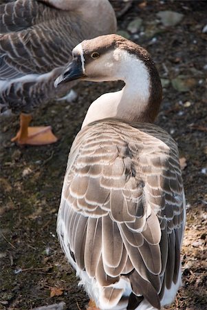 smithesmith (artist) - A lovely goose in the farm Stock Photo - Budget Royalty-Free & Subscription, Code: 400-05052150