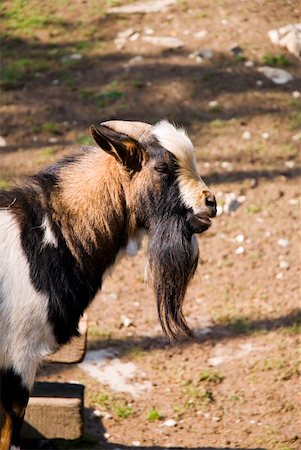 smithesmith (artist) - Portrait of Brown goat in the farm Stock Photo - Budget Royalty-Free & Subscription, Code: 400-05052151