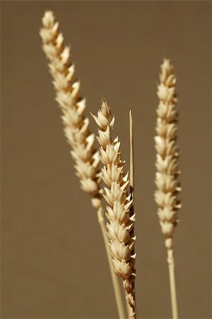 dried crop field - golden cereal crop strill-life Foto de stock - Super Valor sin royalties y Suscripción, Código: 400-05052195