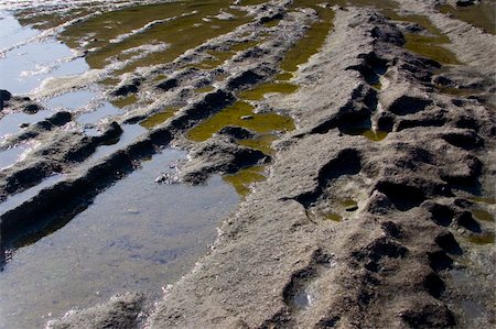 rock fossils - Detail of a fossilised beach formation on Evia in Greece Foto de stock - Super Valor sin royalties y Suscripción, Código: 400-05052356