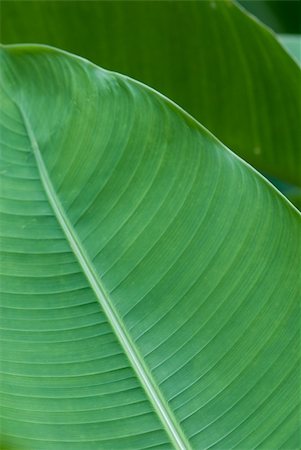 Wild banana leafs in layers. Stockbilder - Microstock & Abonnement, Bildnummer: 400-05052386