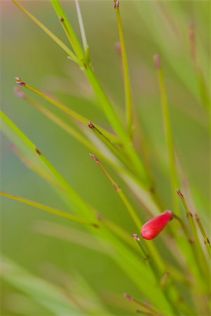 Macro shots of red russelia in a tropical country. Stock Photo - Budget Royalty-Free & Subscription, Code: 400-05052380