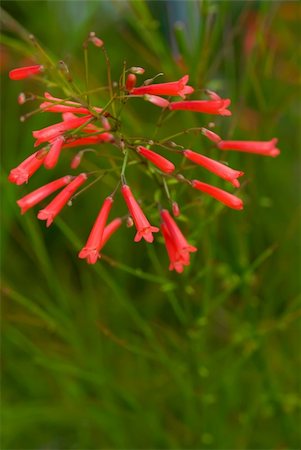 Macro shots of red russelia in a tropical country. Stockbilder - Microstock & Abonnement, Bildnummer: 400-05052381